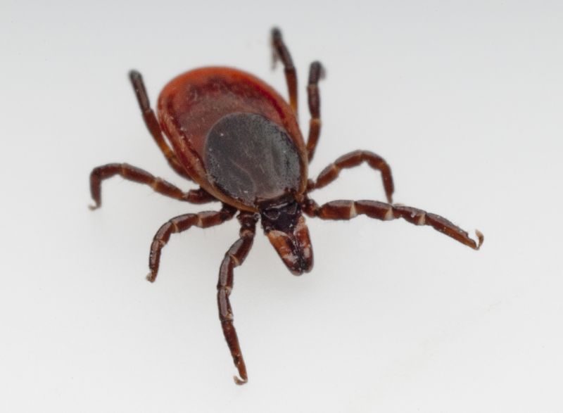 Common Flea And Tick Problems In Homes And Yards