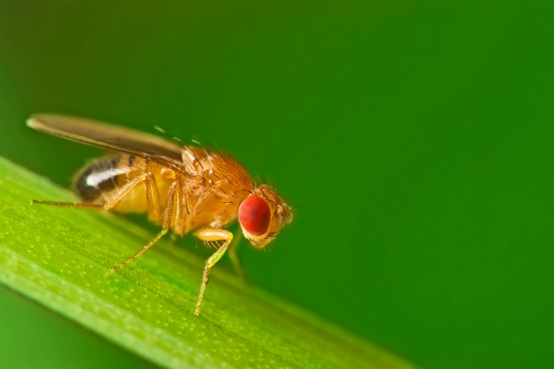 Fruit Fly Extermination