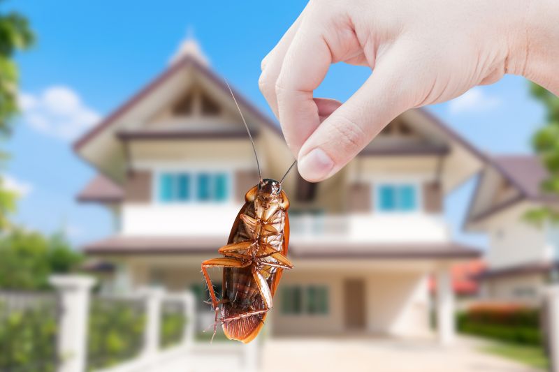 Insect Extermination Service detail