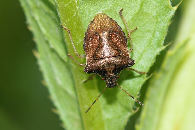 Health And Nuisance Issues Caused By Stinkbugs