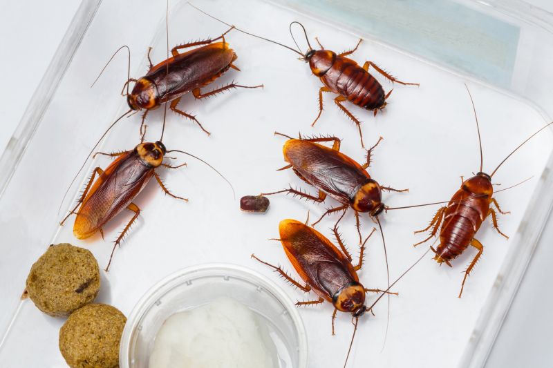 Health Risks Associated With Cockroaches Indoors
