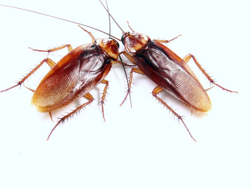 How Roaches Enter Buildings And Spread Quickly