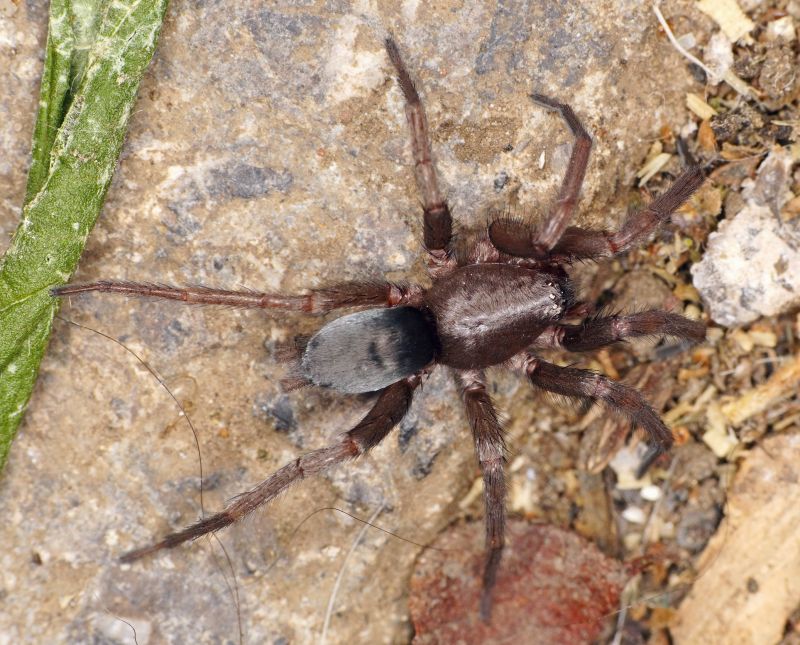 Mouse Spider Extermination