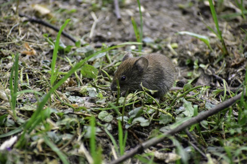 Voles Extermination
